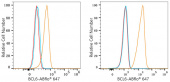 ABflo® 647 Rabbit anti-Human/Mouse BCL6 mAb (A23848)