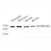 Anti -Activin Receptor Type IA Rabbit pAb