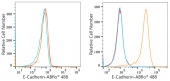 ABflo® 488 Rabbit anti-Human E-Cadherin/CD324 mAb (A22692)