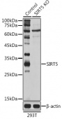 [KO Validated] SIRT5 Rabbit pAb (A5784)
