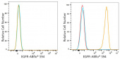 ABflo® 594 Rabbit anti-Human EGFR mAb (A24267)