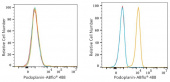 ABflo® 488 Rabbit anti-Human Podoplanin mAb (A24408)